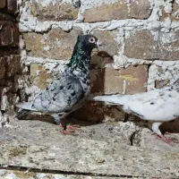 کفتر|پرنده|مینودشت, |دیوار