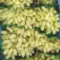 غرب نهال دارای مجوز رسمی جهاد کشاورزی