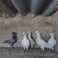کفتر جوانه دورگ آلمانی