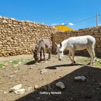 دوتا خر ماده