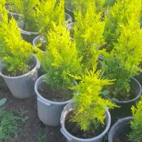 لاوسون|خدمات باغبانی و درختکاری|واجارگاه, |دیوار