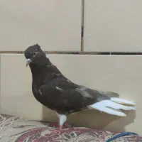 دمسفید ماده
