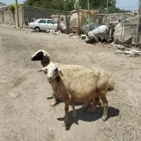 میش داشتی