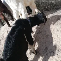 بز پلنگی|حیوانات مزرعه|اهواز, منازل کارون|دیوار