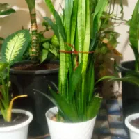 گل .|گل و گیاه طبیعی|شیراز, شهرک مهدیآباد|دیوار