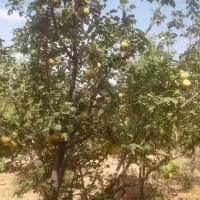 فروش باغ|فروش زمین و ملک کلنگی|سامان, |دیوار