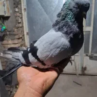 نرسبز