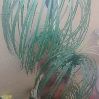 نخل مصنوعی