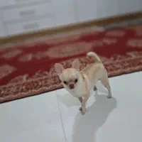 واگذاری شیواوا|سگ|ساری, |دیوار