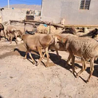 میش۰گوسفند ۰بز۰قوچ۰|حیوانات مزرعه|زاگرس, |دیوار