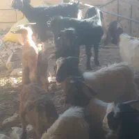 بزغاله چهارده عدد چهار عدد نر ده عدد ماده سالم|حیوانات مزرعه|سبزوار, اسلام آباد|دیوار