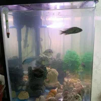 آکواریوم شیشه خم با ماهی|ماهی|مشهد, شهرک بهارستان|دیوار