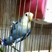 یک جفت کوتوله برزیلی بسیار زیبا و خواستنی|پرنده|مشهد, کوشش|دیوار