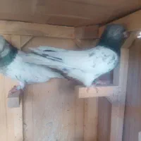کله سبز نرو ماده