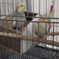 یک جفت عروس هلندی