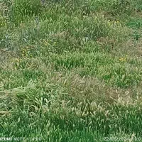 باغ-کوچک-در-کشمش-تپه