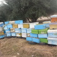 کندو و قاب|لوازم جانبی حیوانات|بهبهان, |دیوار