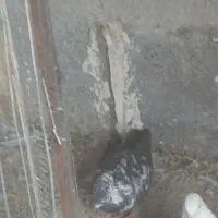 سور نر