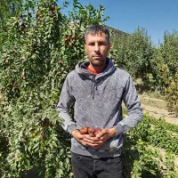 نهال فروشی|حراج|سنندج, |دیوار