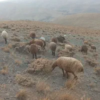 همایش گوسفند