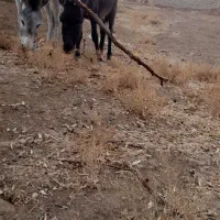 فروش ۳راس الاغ ۳ساله