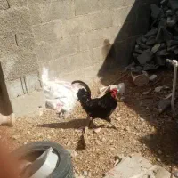 خروس محلی چهل تاج|حیوانات مزرعه|بندر دیر, |دیوار