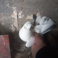 کبوتر|پرنده|چرداول, |دیوار