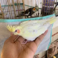 مایل به معاوضه نیستم