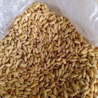 گندم ابی|خوردنی و آشامیدنی|سیلاخور, |دیوار