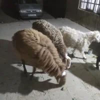 میش ایست وبره نر