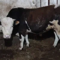 گوساله نر سیمنتال گاو نر