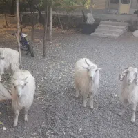 کهره نر و بره|حیوانات مزرعه|رابر, |دیوار