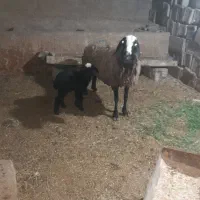 میش جوان وسرحال