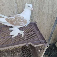 کفتر ماده دوکت یا سفید پاک کاکلی پاپر