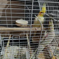 جفت عروس هلندی سینامون آهویی لوتینو ۵ تخم مست|پرنده|ری, شهرری|دیوار