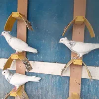 30عدد کبوتر طوقی مغلف