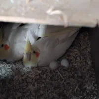 عروس هلندی دوسر لوتینو مولد تضمینی|پرنده|بجنورد, |دیوار