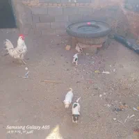 پاپی|سگ|تربت جام, میان جام|دیوار