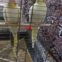 یک جفت عروس هلندی نر و ماده|پرنده|طبس, |دیوار