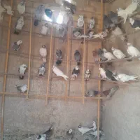 کفترخوب پرشی نروماده همه یکجا به فروش میرود|پرنده|قم, عمار یاسر|دیوار