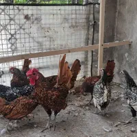 مرغ و خروس سبرایت