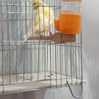 قناری ماده بشرط|پرنده|کارون, |دیوار