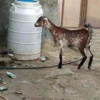 گیسه جمولی  نقشی اوس ۳ماه