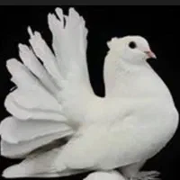 کبوتر دورگ چتری