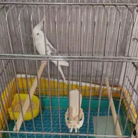 دوکت البینو|پرنده|قزوین, |دیوار