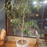 گل و گلدان|گل و گیاه طبیعی|کرج, عظیمیه|دیوار