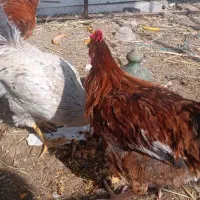 خروس گلپایگانی و گلین جوان|حیوانات مزرعه|قم, نخودی|دیوار