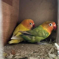 یک جفت طوطی برزیلی فیشر بالغ|پرنده|شهریار, شهریار|دیوار