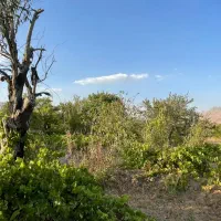 فروش زمین ۳۰۰ متری|فروش زمین و ملک کلنگی|شازند, |دیوار