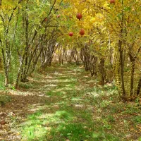 انار و اب انار رامشه|خوردنی و آشامیدنی|رامشه, |دیوار